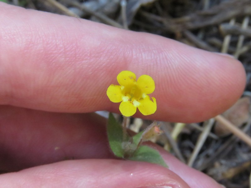 Sandloving Monkeyflower