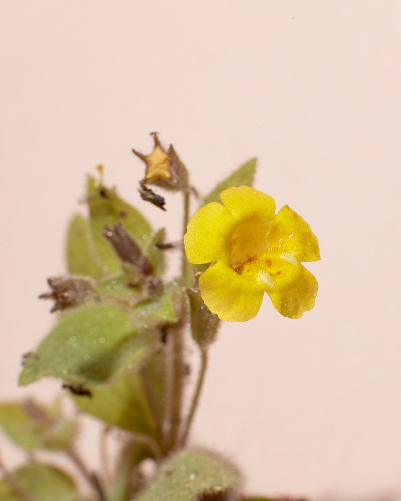 Sandloving Monkeyflower photo 2
