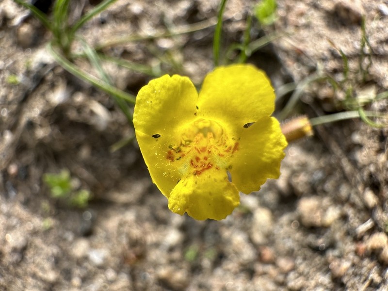 Sandloving Monkeyflower photo 3