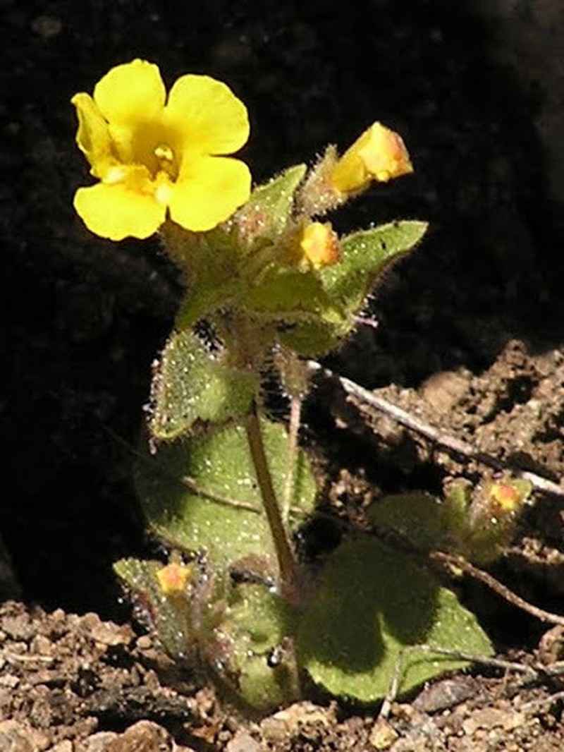 Sandloving Monkeyflower photo 4