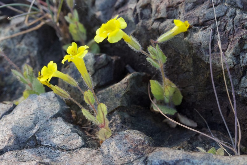 Sandloving Monkeyflower photo 5