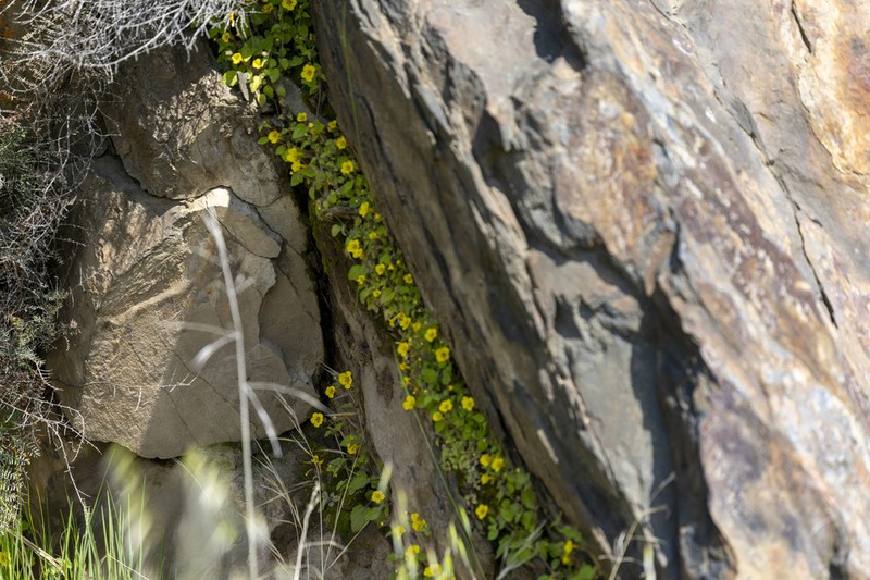 Sandloving Monkeyflower photo 6