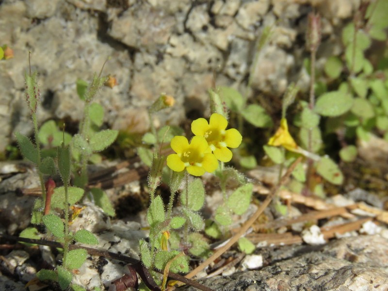 Sandloving Monkeyflower photo 7