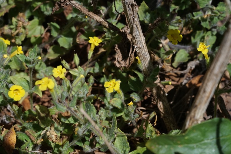 Sandloving Monkeyflower photo 8