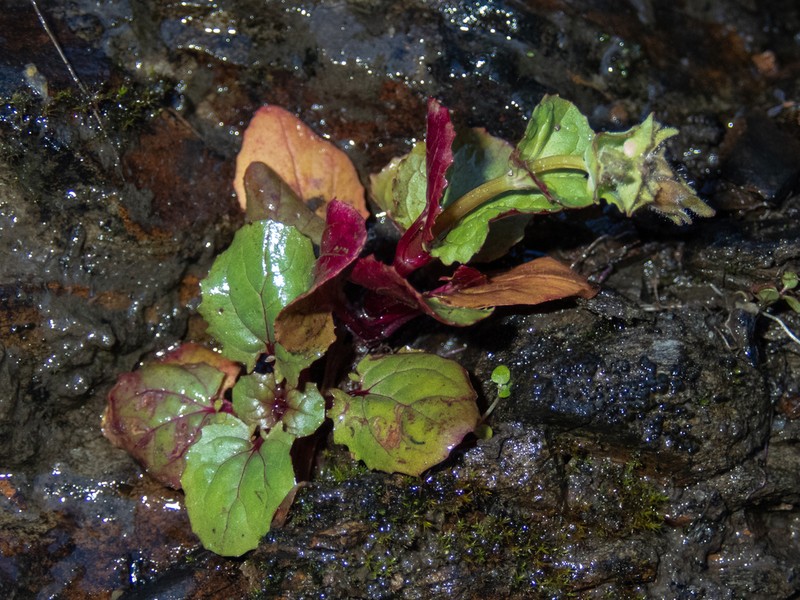 Erythranthe arenicola