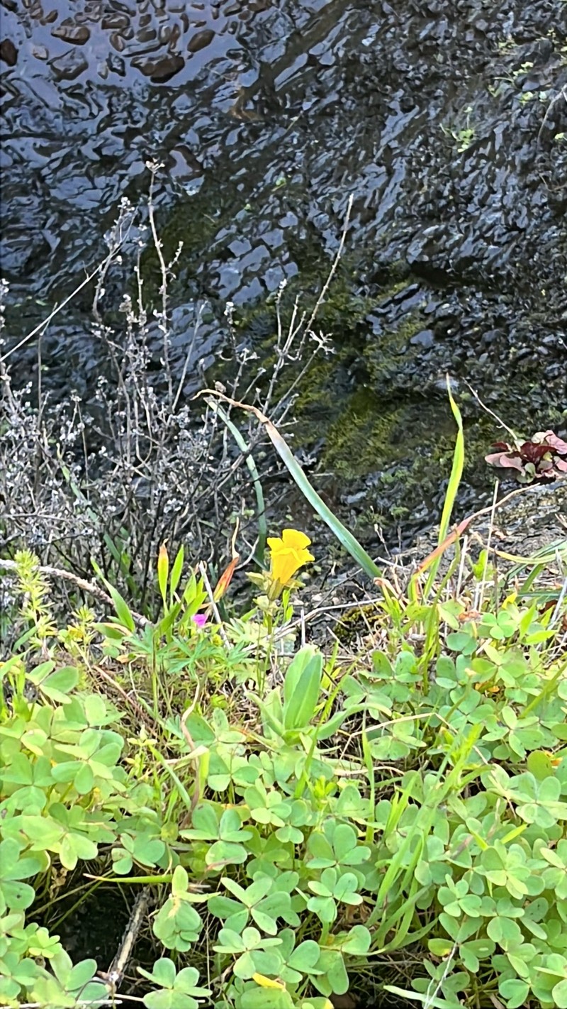 Erythranthe arenicola photo 4