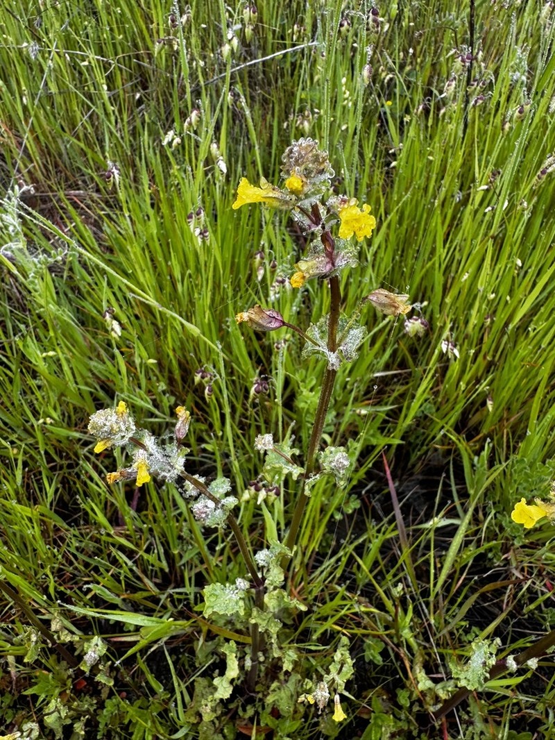 Erythranthe arvensis photo 2