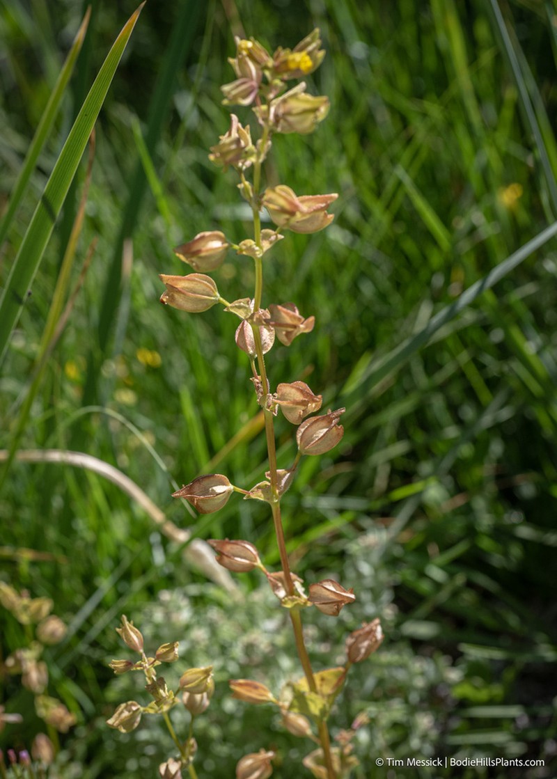 Erythranthe arvensis photo 3