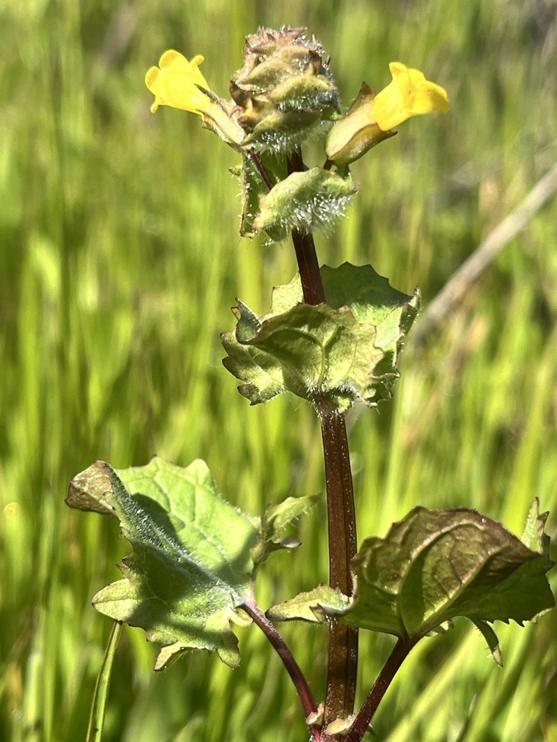 Erythranthe arvensis photo 4