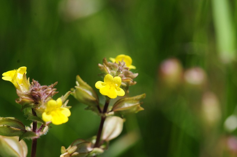 Erythranthe arvensis photo 6