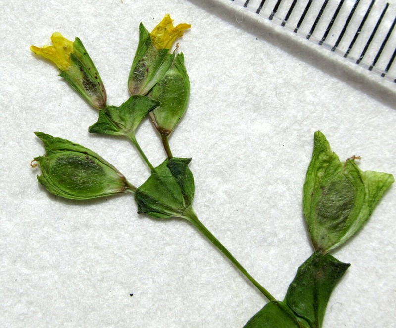 Erythranthe arvensis photo 8