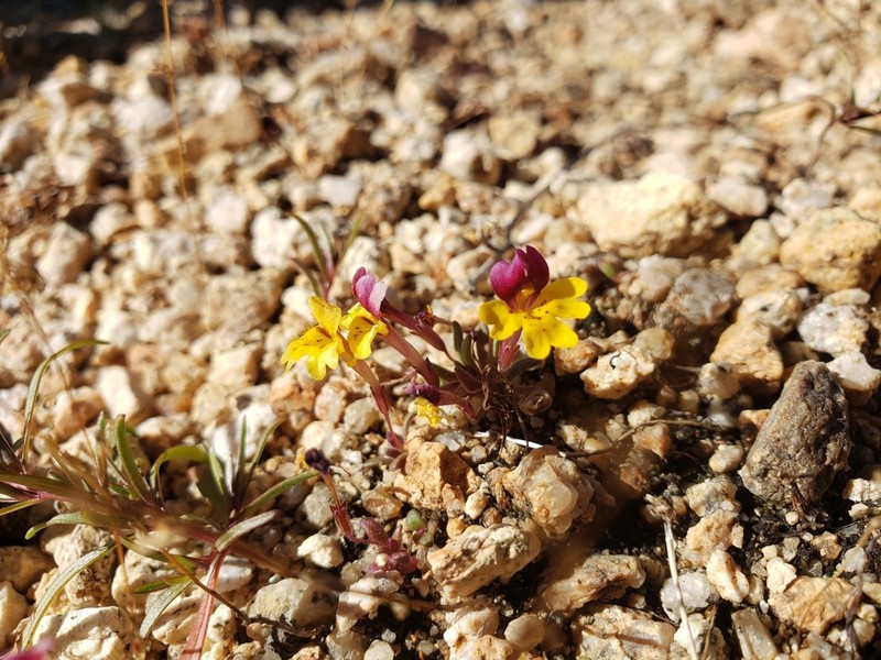 Bearded Monkeyflower
