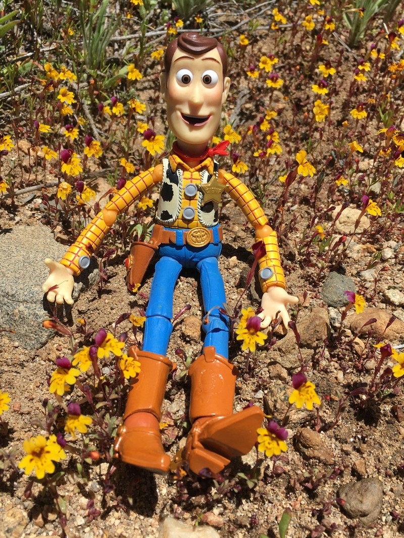 Bearded Monkeyflower photo 2