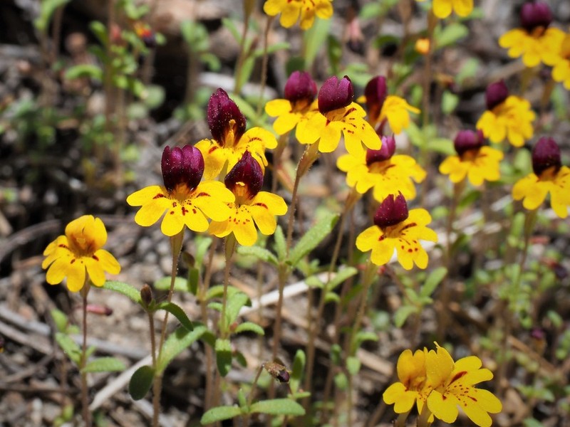 Bearded Monkeyflower photo 3