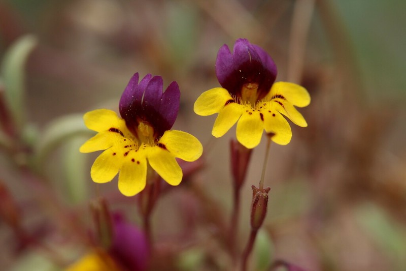 Bearded Monkeyflower photo 4