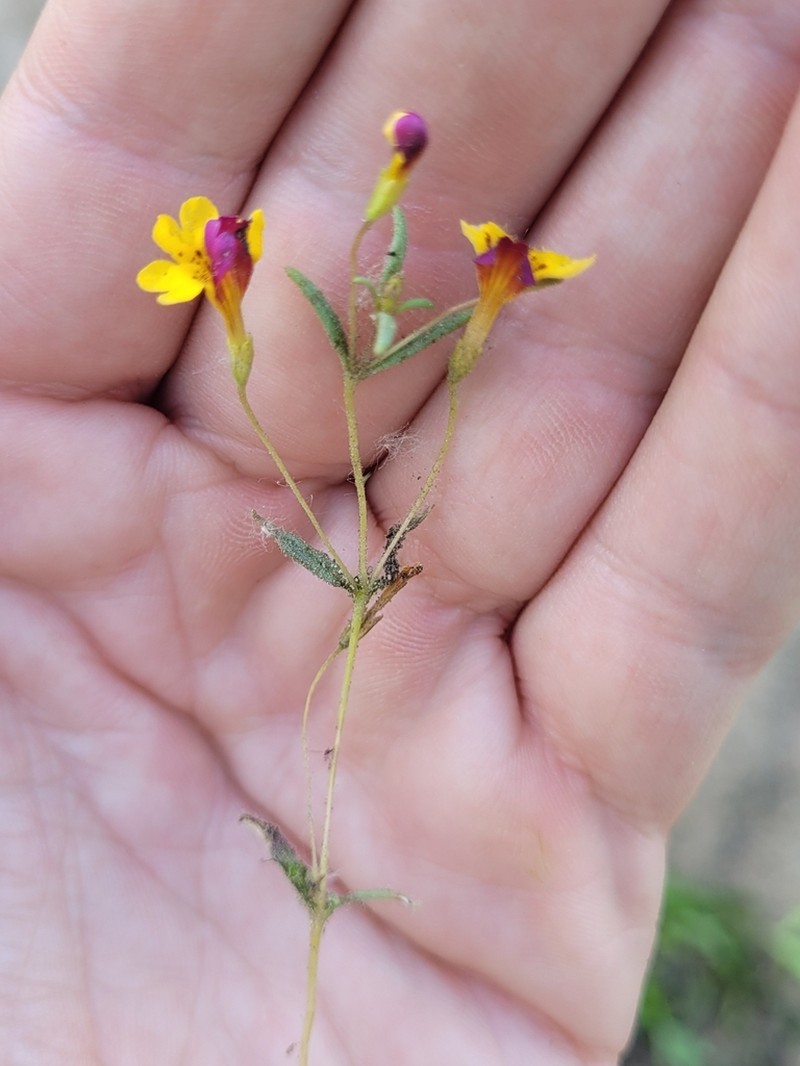 Bearded Monkeyflower photo 5