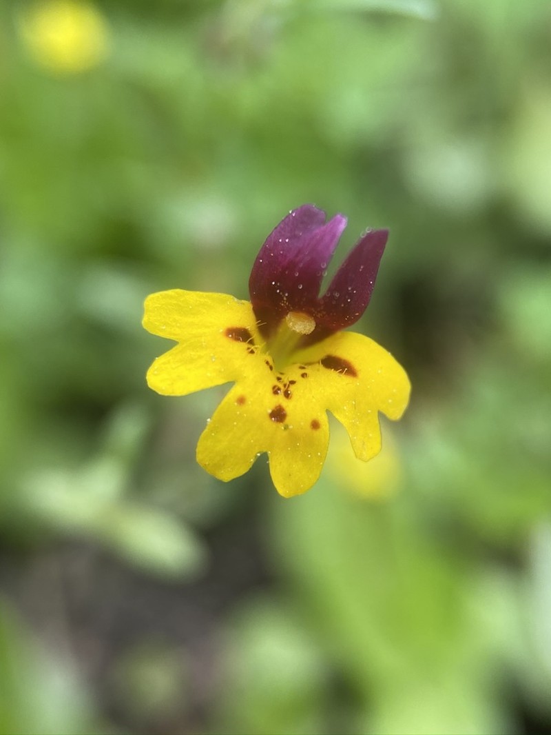 Bearded Monkeyflower photo 6
