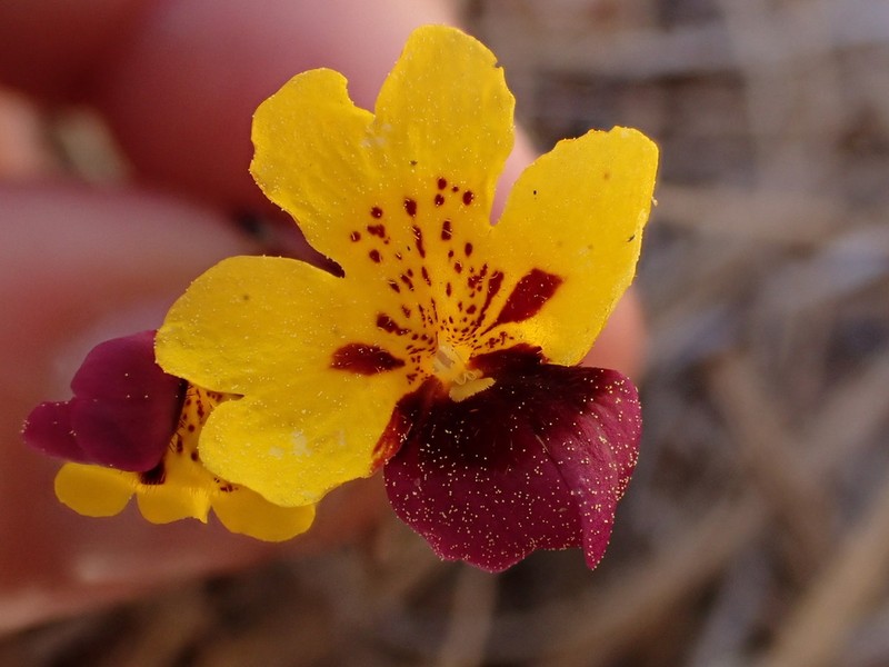 Bearded Monkeyflower photo 7
