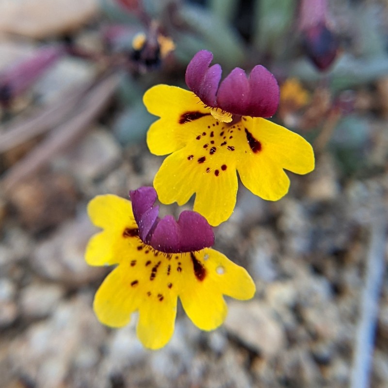 Bearded Monkeyflower photo 8