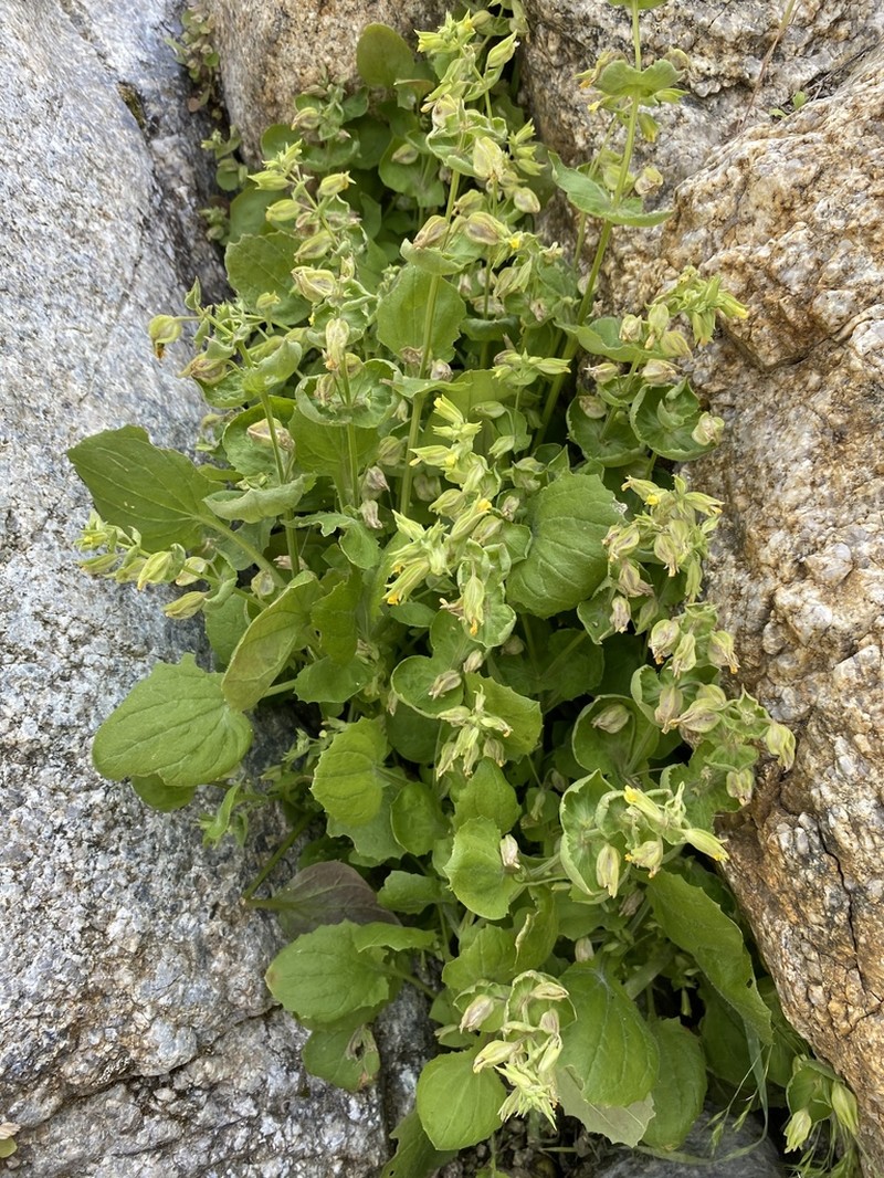 Erythranthe bergeri
