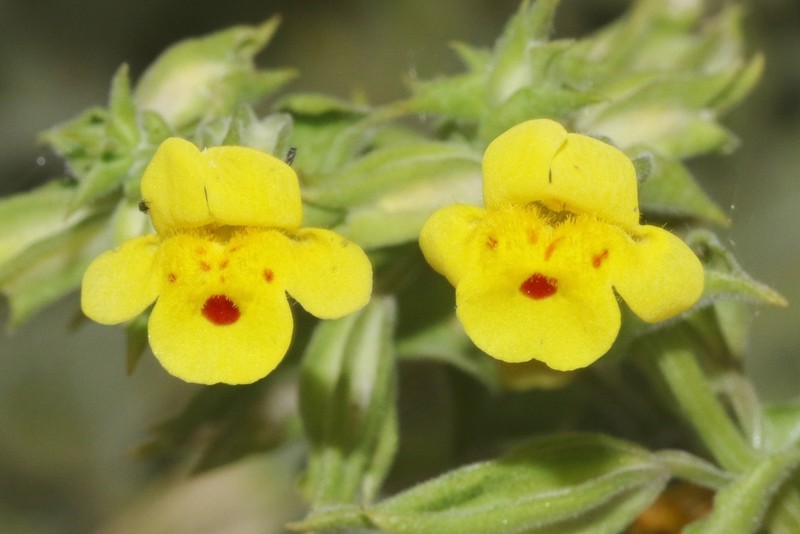 Erythranthe bergeri photo 2