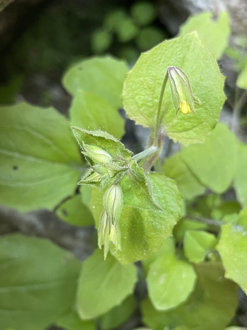 Erythranthe bergeri photo 3