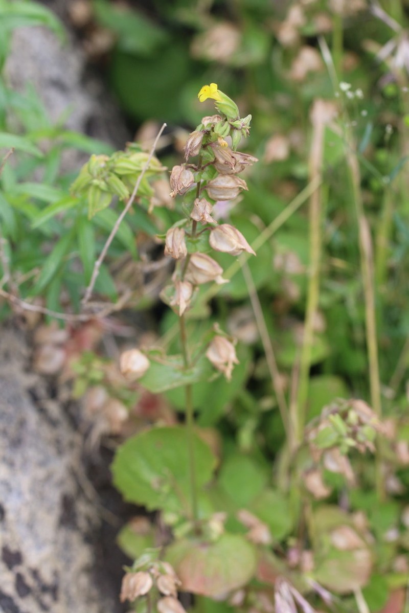 Erythranthe bergeri photo 4