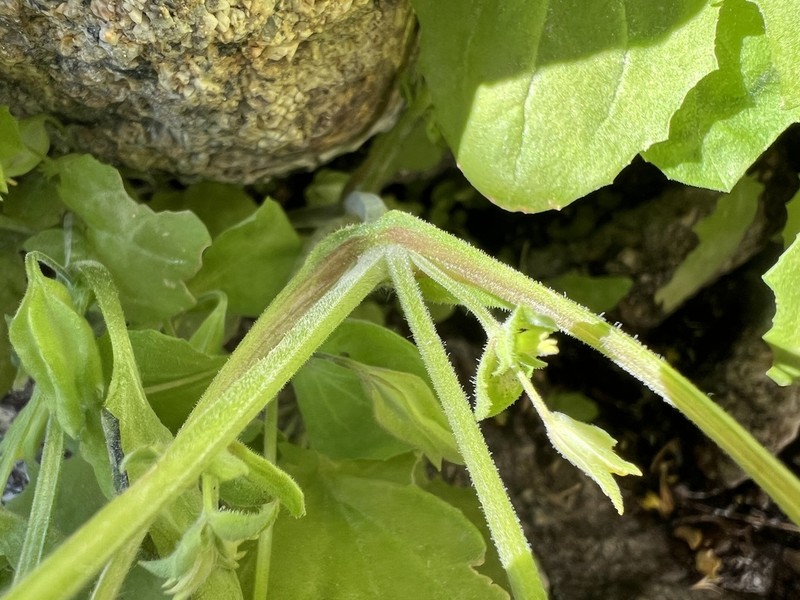 Erythranthe bergeri photo 6