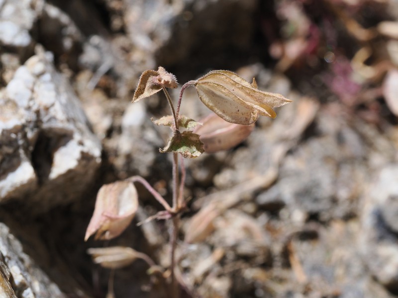 Erythranthe bergeri photo 7