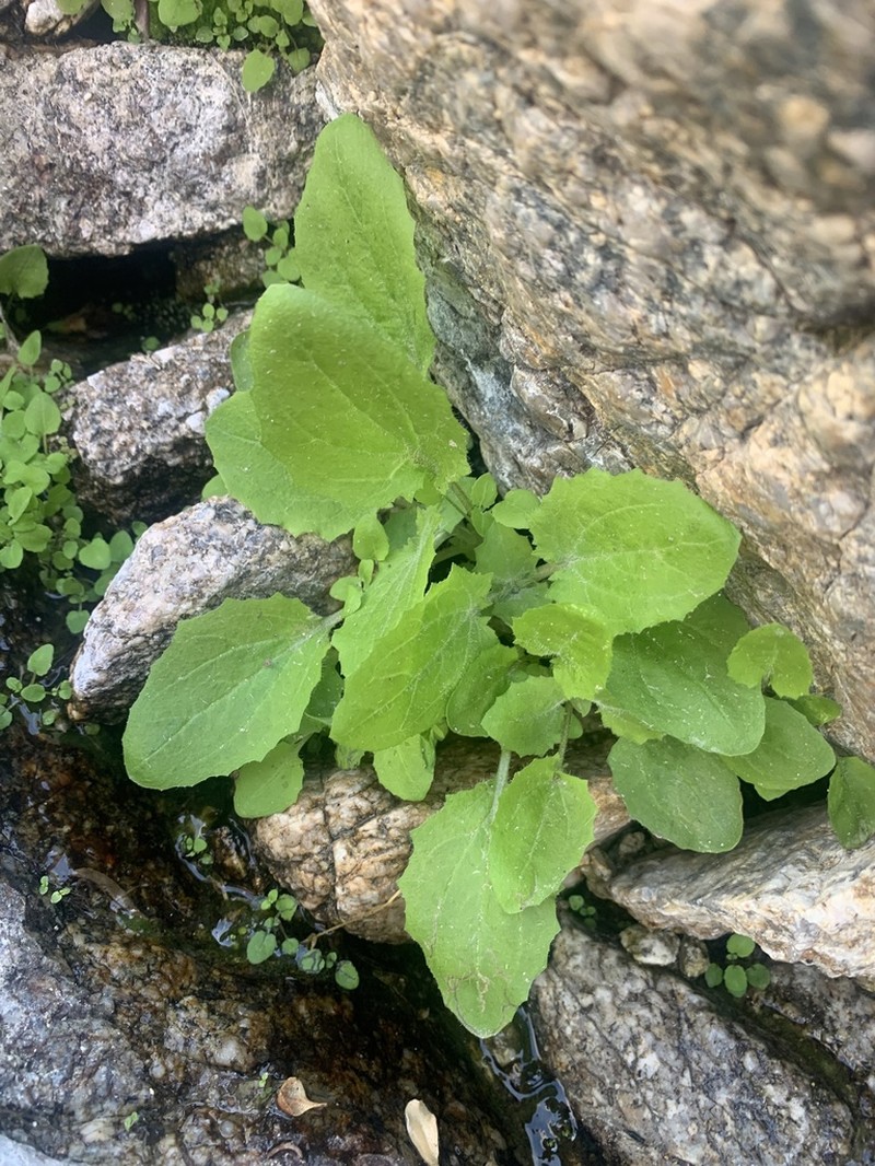 Erythranthe bergeri photo 8