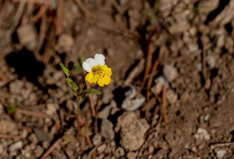 Yellow And White Monkeyflower