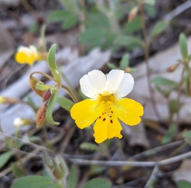 Yellow And White Monkeyflower photo 2