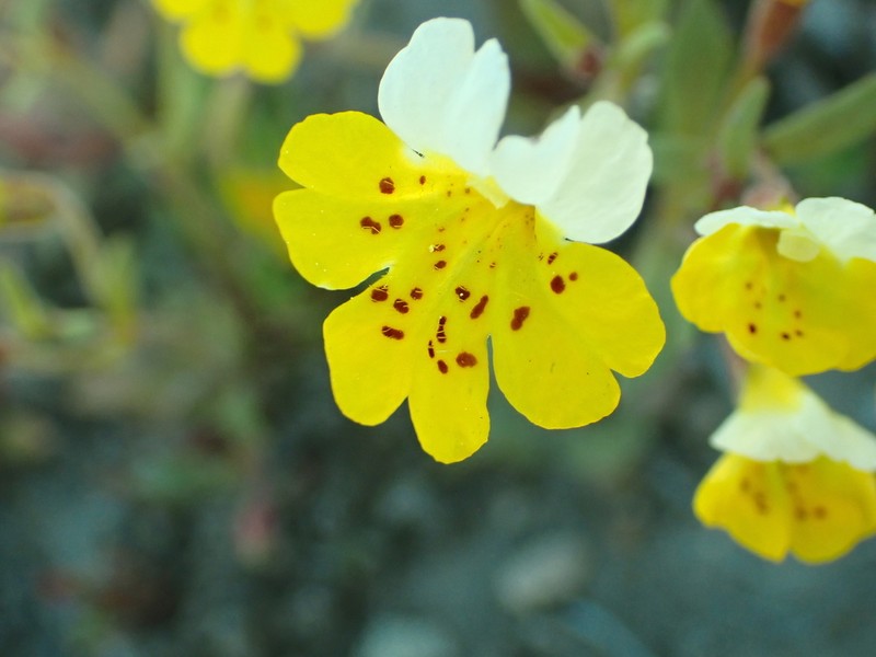 Yellow And White Monkeyflower photo 3