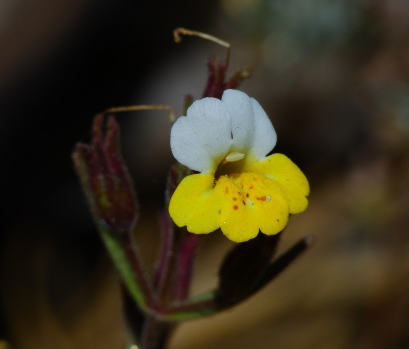 Yellow And White Monkeyflower photo 4