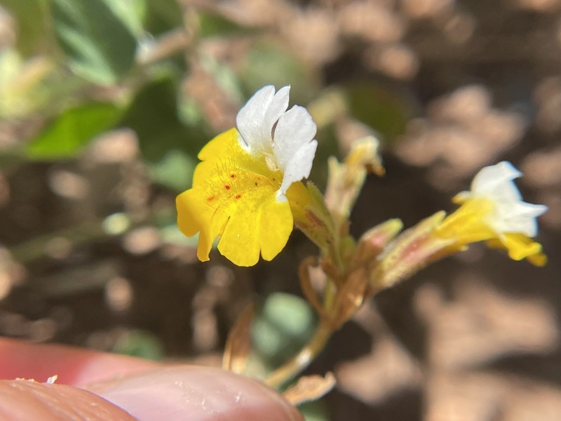 Yellow And White Monkeyflower photo 5