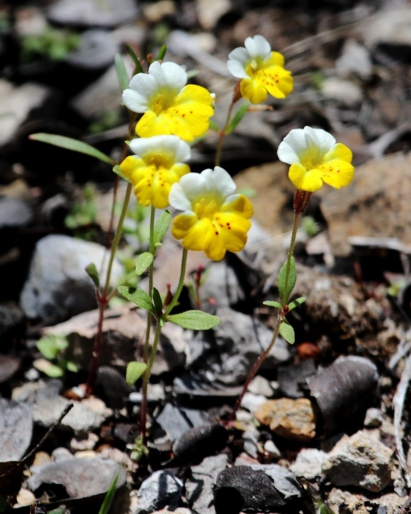 Yellow And White Monkeyflower photo 6