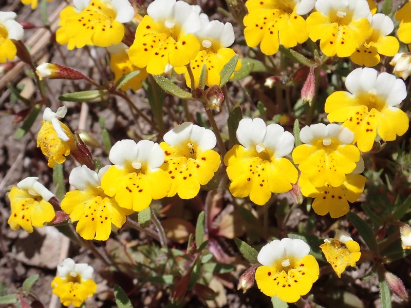 Yellow And White Monkeyflower photo 7