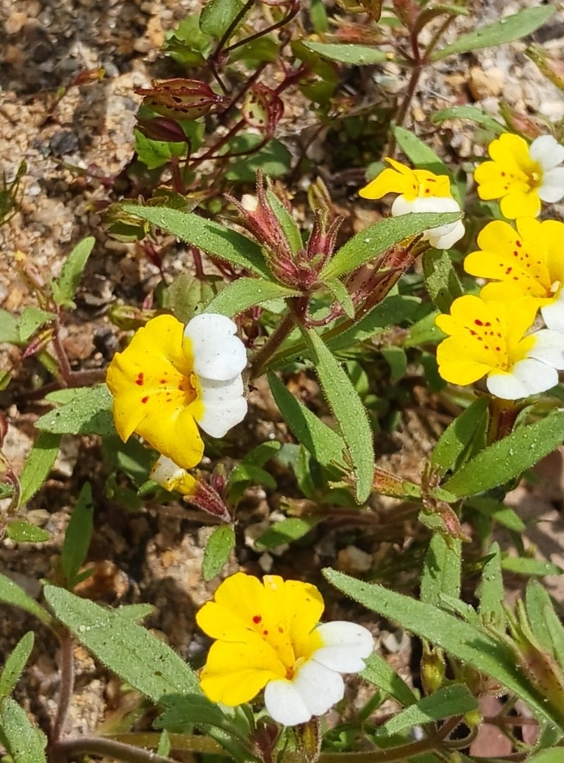 Yellow And White Monkeyflower photo 8