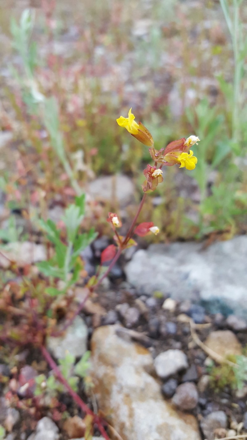 Erythranthe brachystylis photo 2