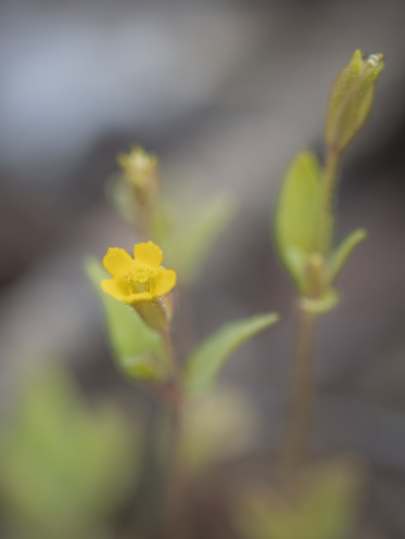 Shortflower Monkeyflower