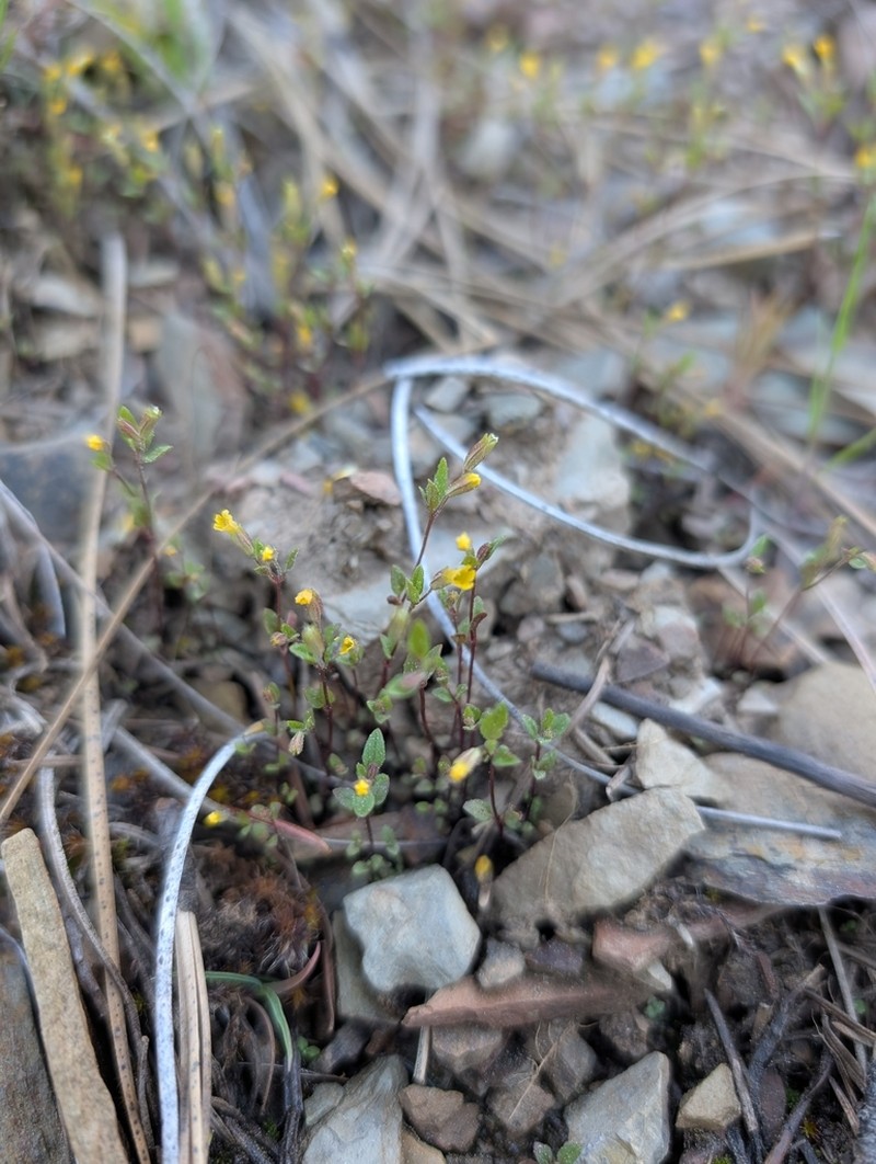 Shortflower Monkeyflower photo 2