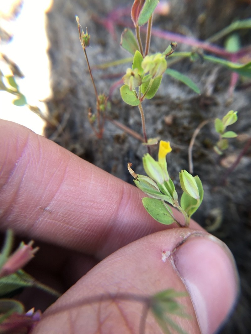 Shortflower Monkeyflower photo 3