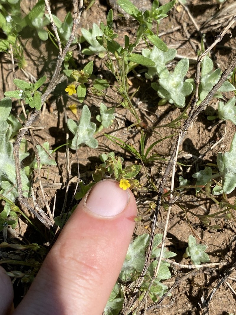 Shortflower Monkeyflower photo 5