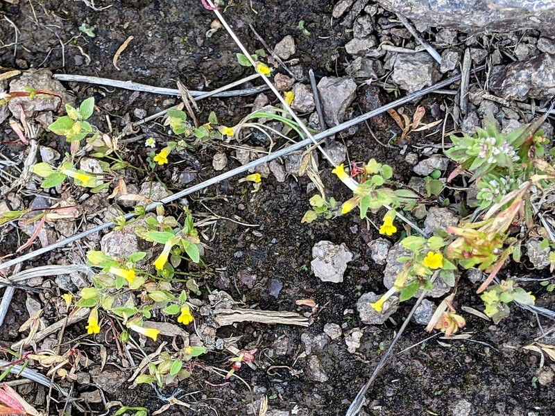 Shortflower Monkeyflower photo 6