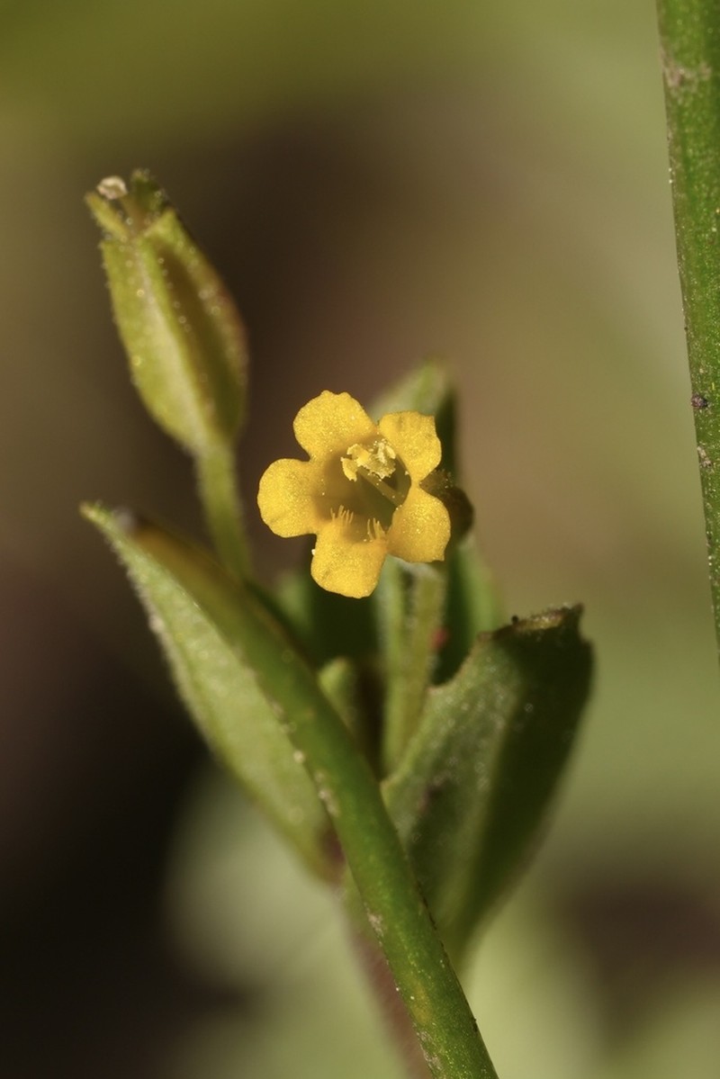 Shortflower Monkeyflower photo 7