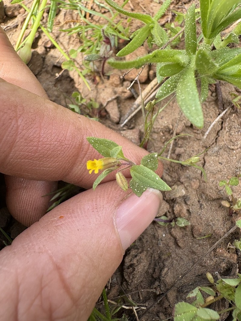 Shortflower Monkeyflower photo 8