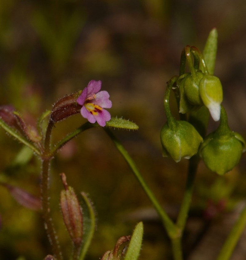 Brewer's Monkeyflower
