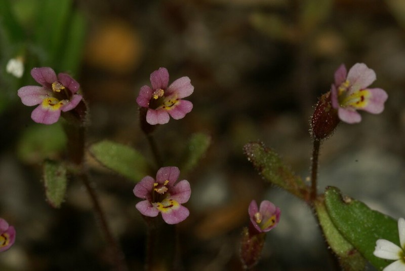 Brewer's Monkeyflower photo 2
