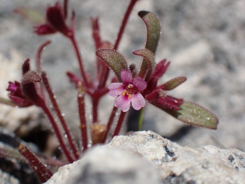 Brewer's Monkeyflower photo 3