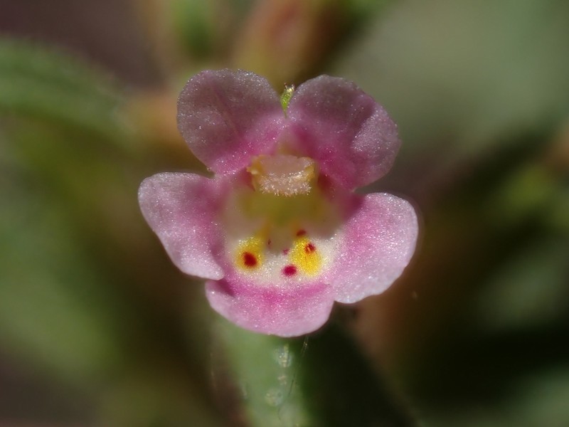 Brewer's Monkeyflower photo 4